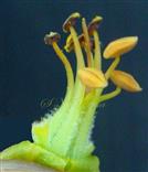  Stamens